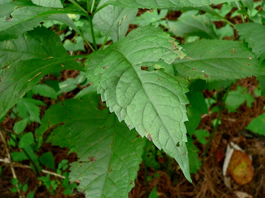 {Eutrochium purpureum}